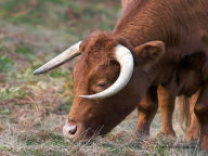 Title: Practical Pointers on the Care of Livestock, Author: James Gardner