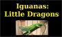 Iguanas:Little Dragons That Make Great Family Pets!!