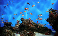Title: Everything You Need To Know About Saltwater Aquariums And The Care of The Beautiful Fish!, Author: Paul Hornes