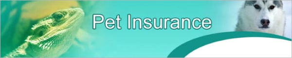 Cheap Pet Insurance Is A No-no