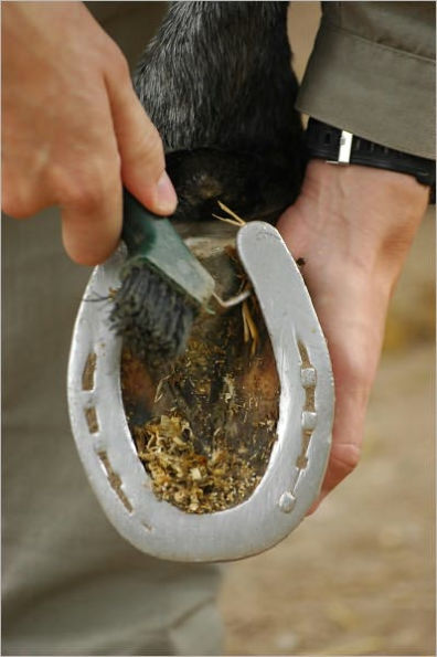 Essential Guide to Horse Hoof Care