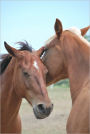 My Family's Homemade Horse Treats Recipes