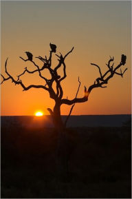 Title: A Solitary Tree, Author: James Baumann