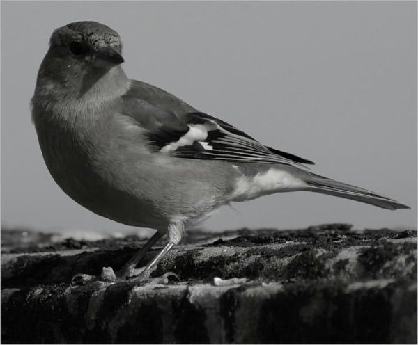Broken Bird