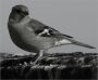 Broken Bird
