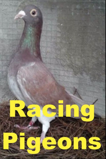 Racing Pigeons by jack earl | eBook | Barnes & Noble®