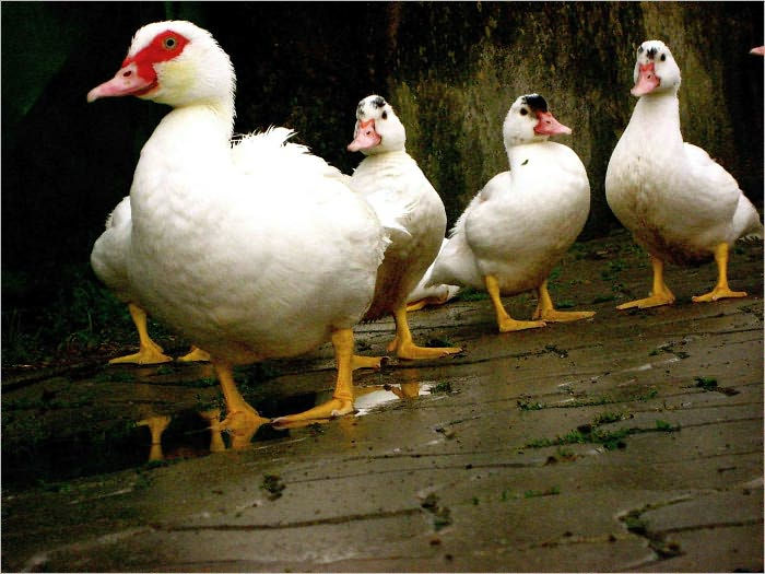 How To Raise Ducks As Pets Extensive Guide On Taking Care Your How To Raise Ducks As Pets Extensive
