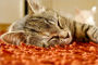 How to Train Your Cat the Easy Way: All about Cat Training You Need to Know