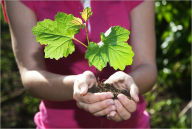 Title: Organic Vegetable Gardening, Author: Janet Stewart