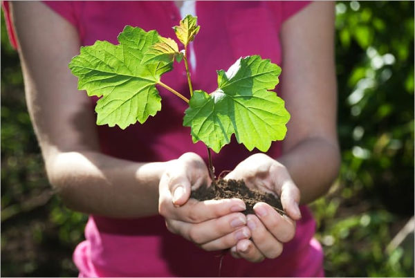 Organic Vegetable Gardening