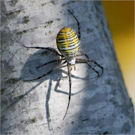 Title: The Secret in Overcoming Your Spider Phobia, Author: Ronald Jackson