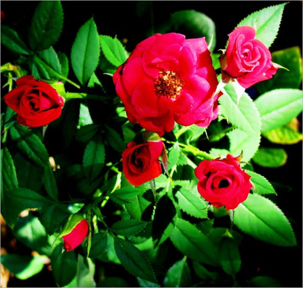 The Secret of Creating a Perfectly Beautiful Rose Garden: The Art of Planting and Caring Your Rose Garden