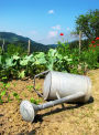 TEACHING CHILDREN HOW TO GARDEN