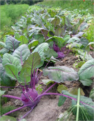 Title: Beginners Guide to Growing Your Own Healthy Organic Vegetables, Author: Martha Harris