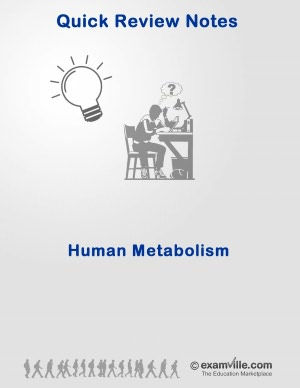 Quick Review: Human Metabolism