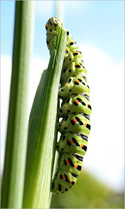 Title: The Glow-Worm and Other Beetles (Illustrated), Author: J. H. Fabre