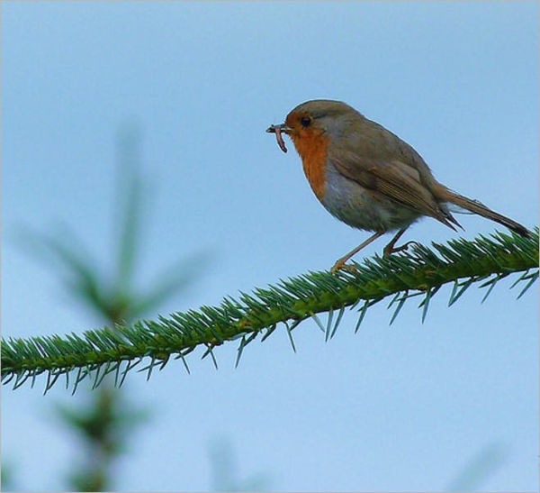 Bird Day; How to prepare for it (Illustrated)