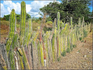 Title: Cactus Culture For Amateurs (Illustrated), Author: W. Watson