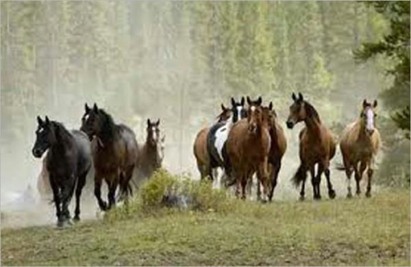 Wild Horses: A Guide to Training and Taming