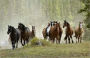 Wild Horses: A Guide to Training and Taming