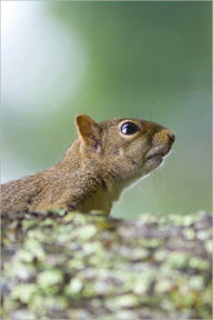 Title: The Squirrels and Other Animals [Illustrated], Author: George Waring