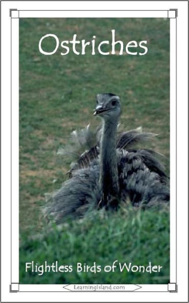 Ostriches: Flightless Birds of Wonder