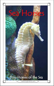 Title: Sea Horses: Tiny Horses of the Sea, Author: Caitlind Alexander