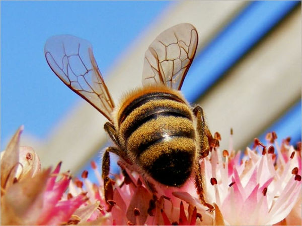 The Mason-Bees [Illustrated]