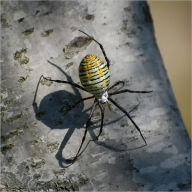 Title: The Life of the Spider [Illustrated], Author: Henri Fabre