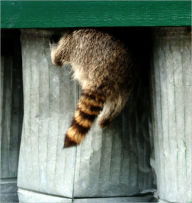 Title: EXOTIC PETS: RACCOONS, Author: Gabriela Serroga