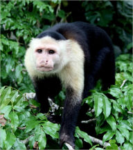 Title: EXOTIC PETS: CAPUCHIN MONKEY, Author: Gabriela Serroga