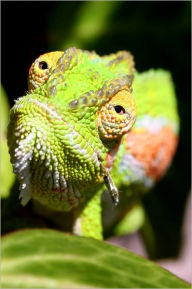 Title: EXOTIC PETS: CHAMELEON, Author: Gabriela Serroga