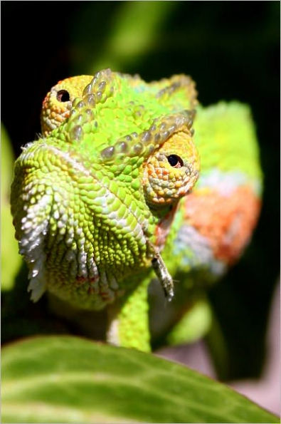 EXOTIC PETS: CHAMELEON