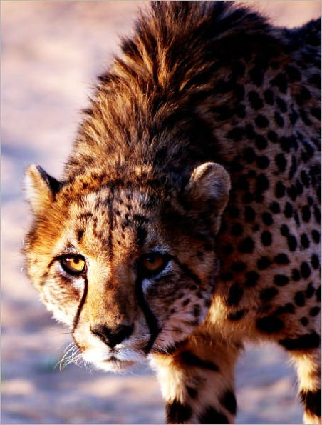 EXOTIC PETS: CHEETAHS