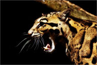 Title: EXOTIC PETS: CLOUDED LEOPARD, Author: Gabriela Serroga