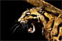 EXOTIC PETS: CLOUDED LEOPARD