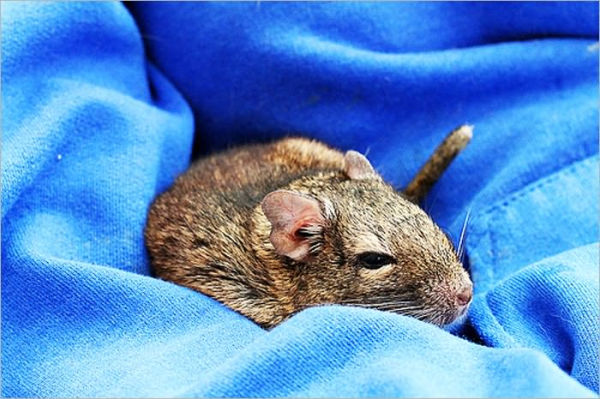 EXOTIC PETS: DEGU