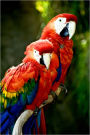 EXOTIC PETS: MACAWS