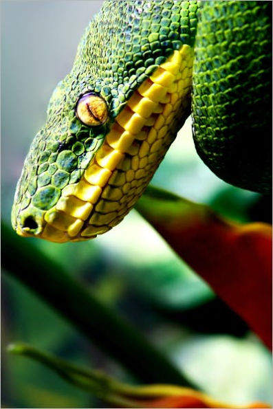 EXOTIC PETS: SNAKES