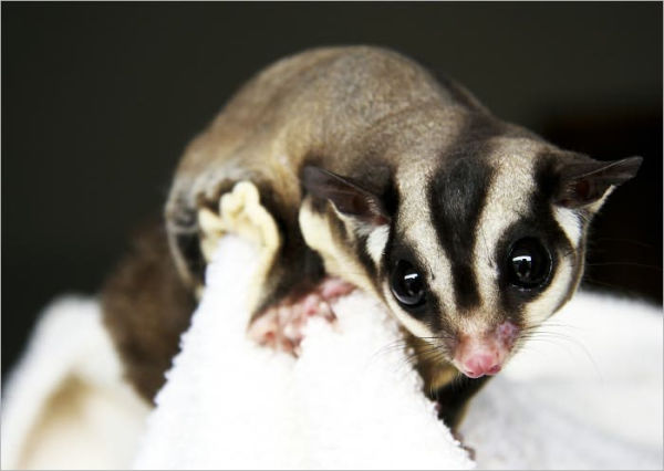 EXOTIC PETS: SUGAR GLIDERS