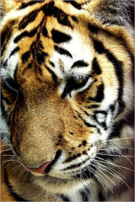 Title: EXOTIC PETS: TIGERS, Author: Gabriela Serroga