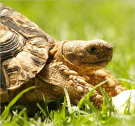 Title: EXOTIC PETS: TORTOISE, Author: Gabriela Serroga