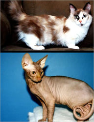 Title: UNUSUAL CAT BREEDS: The Munchkin And The Sphynx, Author: Terry Shawson