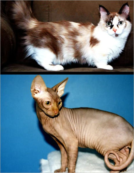 UNUSUAL CAT BREEDS: The Munchkin And The Sphynx