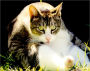 THE HISTORY OF CATS: A BRIEF LOOK