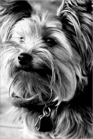 Title: THE POPULAR PET AND LAP DOG: YORKSHIRE TERRIER, Author: Samantha Botlet