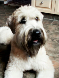 Title: THE PLAYFUL AND VERSATILE DOG: WHEATEN TERRIER, Author: Samantha Botlet