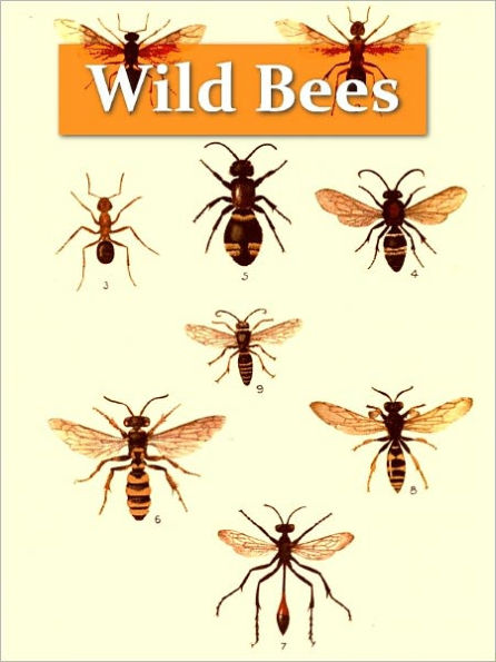 Wild Bees, Wasps and Ants and Other Stinging Insects [Illustrated]