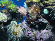 Title: How to Setup and Maintain Aquarium, Author: Hayden Rodríguez