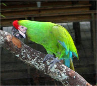 Title: Parrot Training Guide: Train Your Parrot Like a Pro, Author: Grace Evans